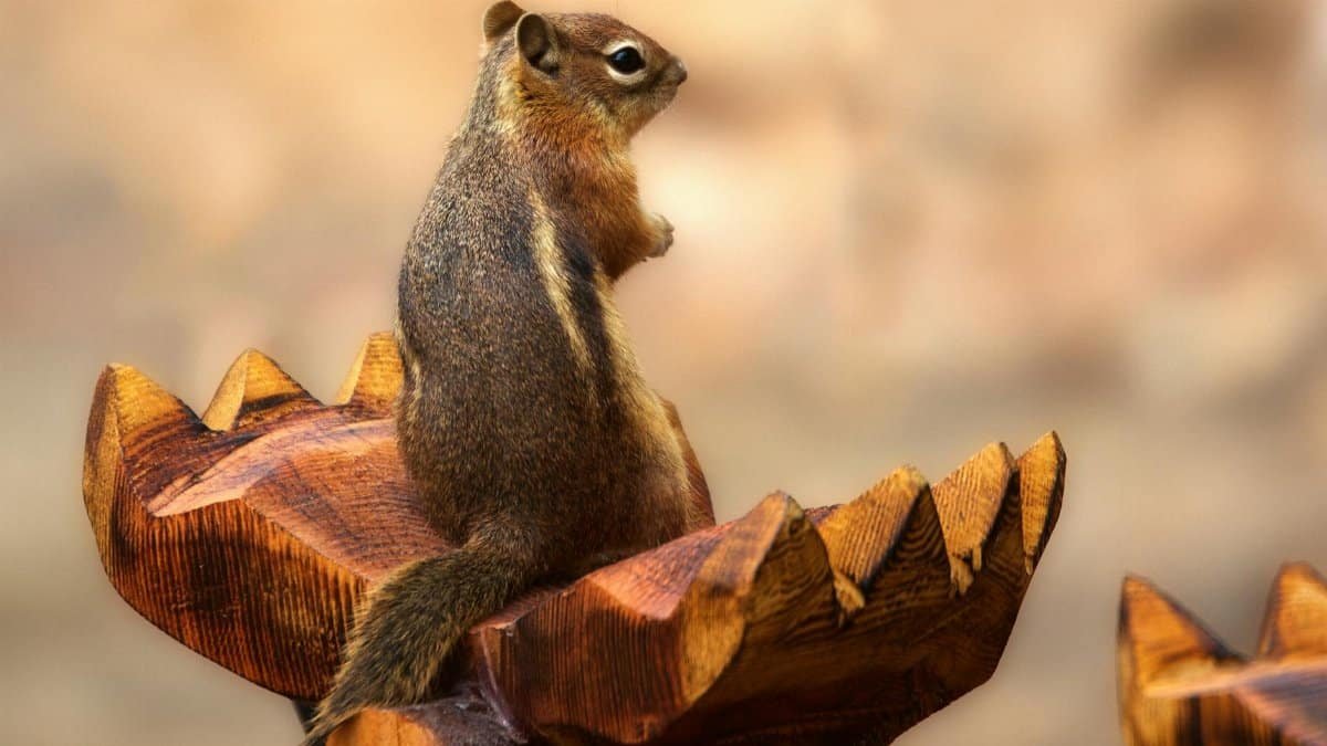 A chipmunk sits on a wooden sculpture outdoors in Colorado Springs.