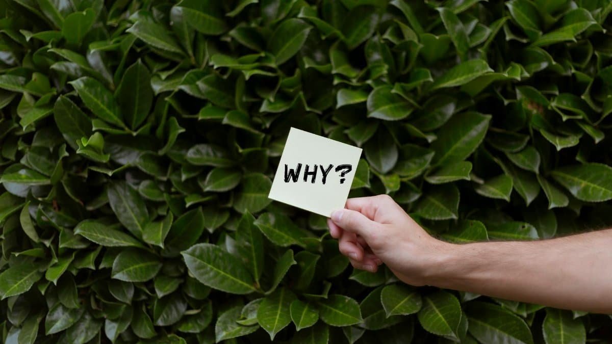 A hand holding a note with the word 'WHY?' against a backdrop of green leaves.