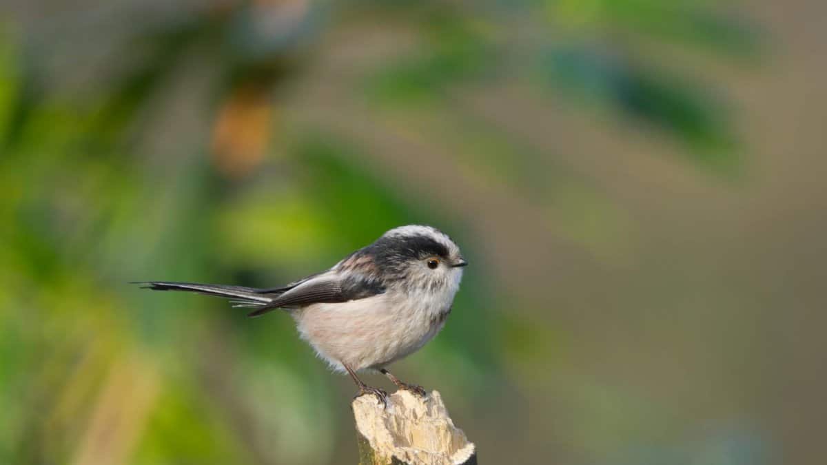 A small long-tailed tit perched on a stump, set against a green blurred background.