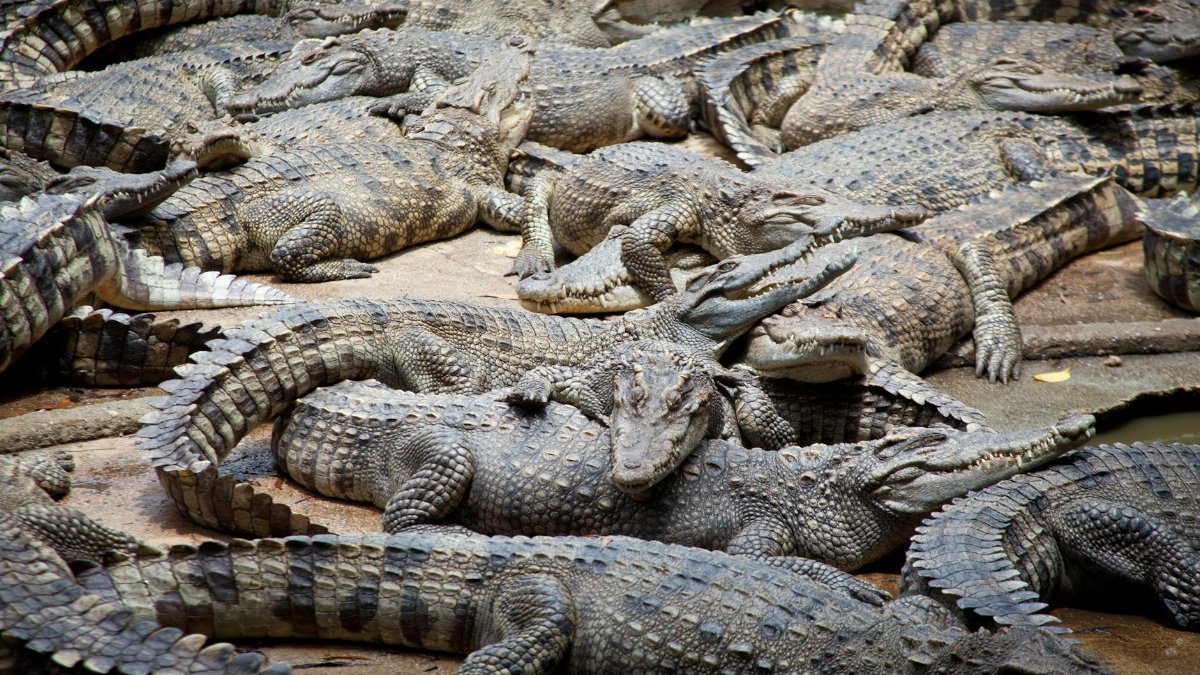 Group of crocodiles basking together, showcasing their textured scales in a natural habitat.