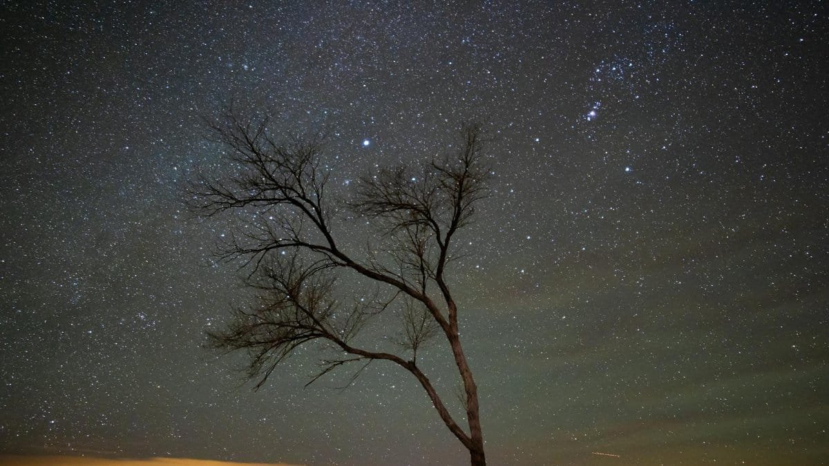 A lone tree silhouetted against a star-filled sky in Petrified Forest National Park, Arizona.