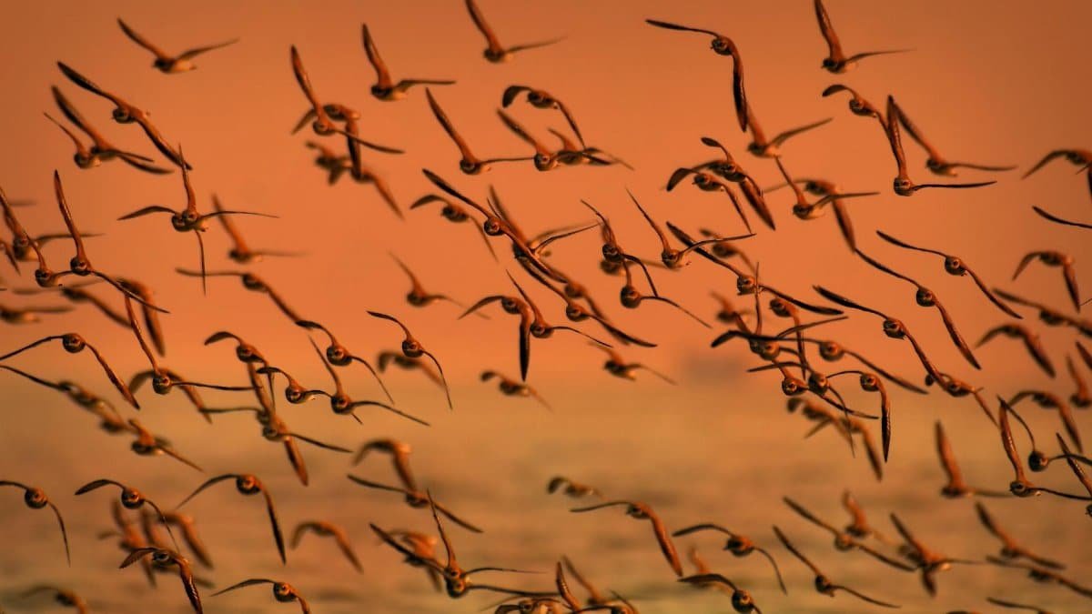 A large flock of birds flying gracefully against a warm sunset sky.