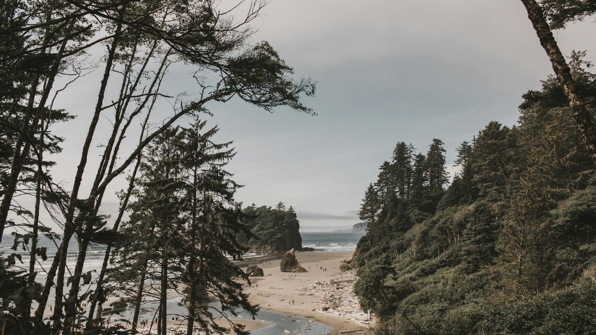 Tranquil coastal scene with towering trees and a sandy shore, perfect for nature lovers.