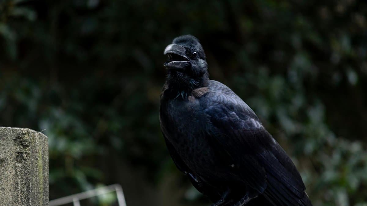 Detailed crow portrait in an urban environment, showcasing its glossy feathers