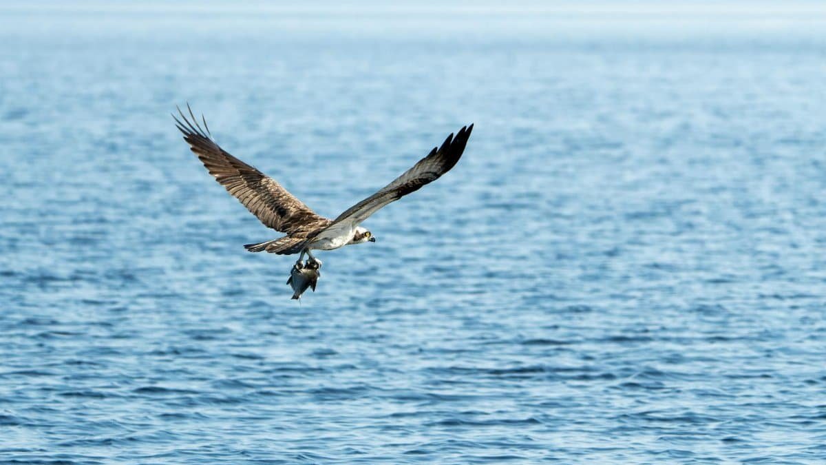 An osprey flies over the ocean with a fish in its talons, showcasing nature's predator-prey dynamics.