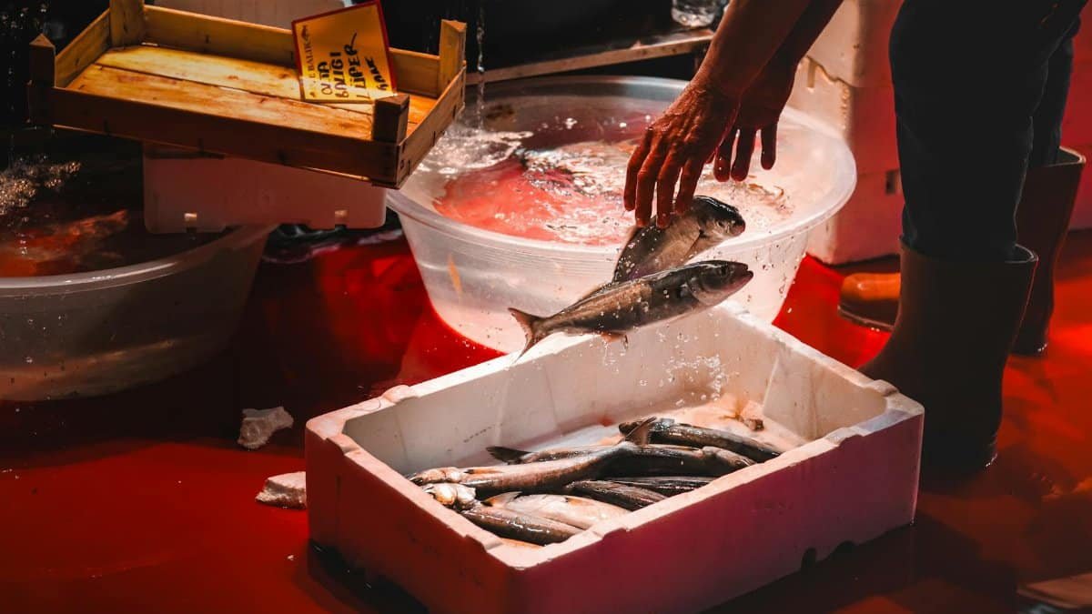 A fisherman selects fresh fish at İstanbul's vibrant seafood market.