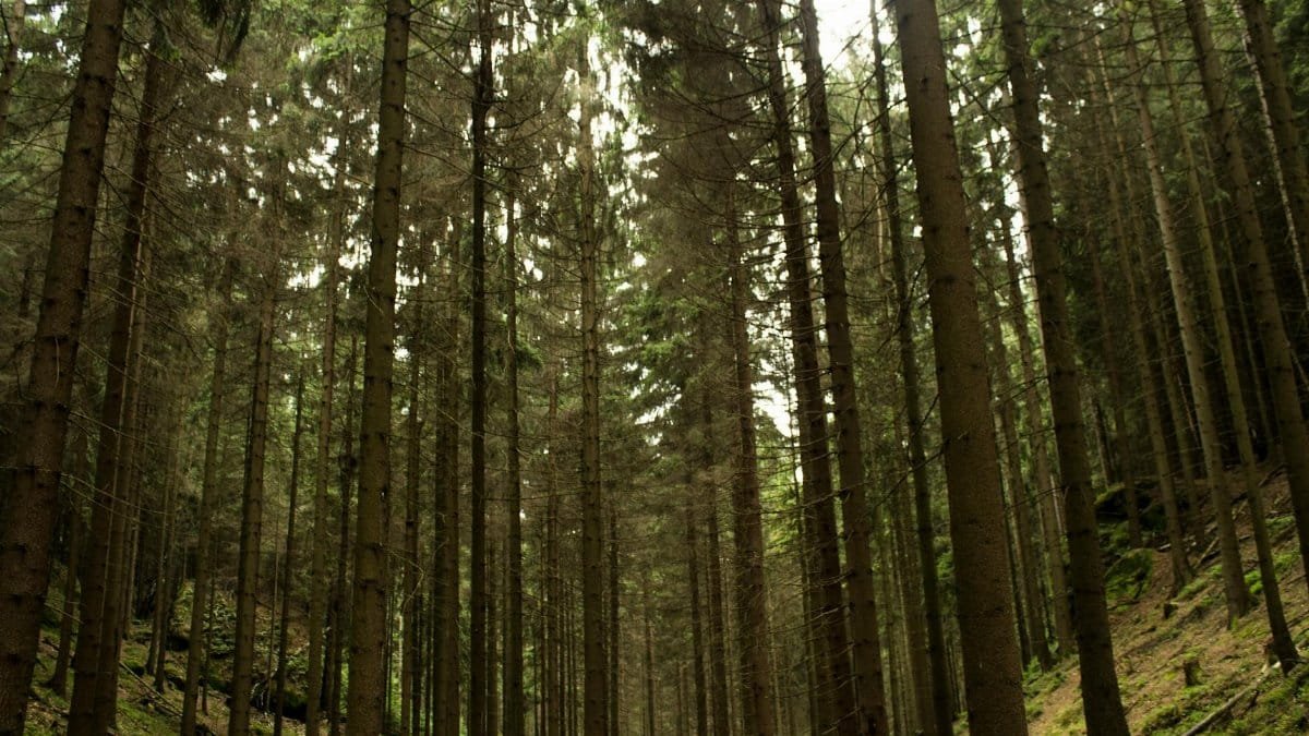 A serene view of a dense evergreen forest with towering trees and lush foliage.