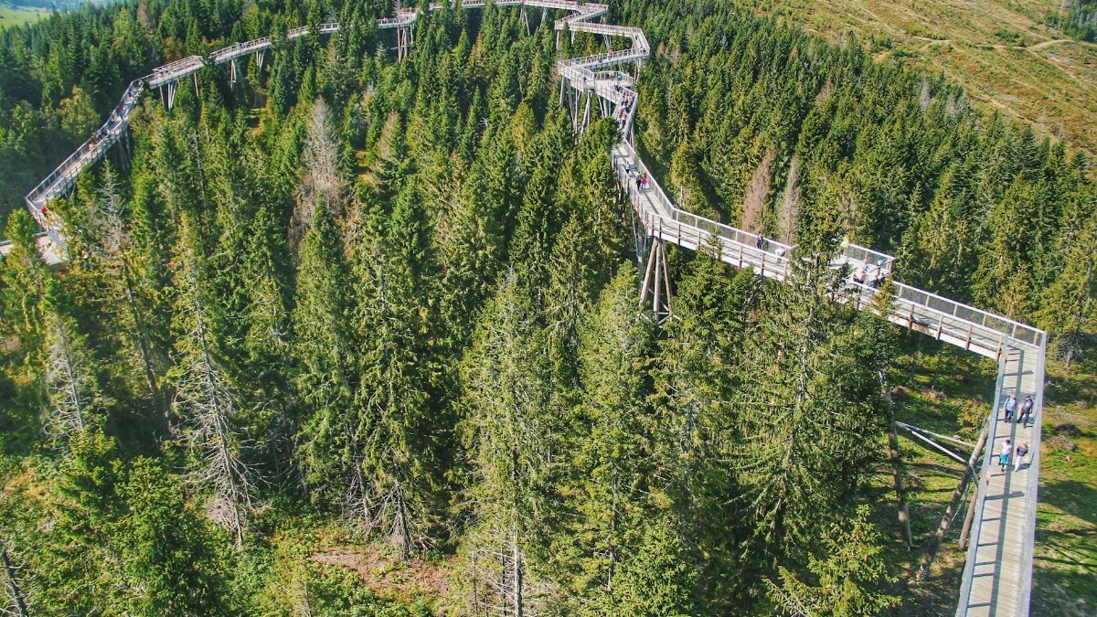 Scenic aerial view of a treetop walkway amidst lush pine forest in Ždiar, Slovakia.