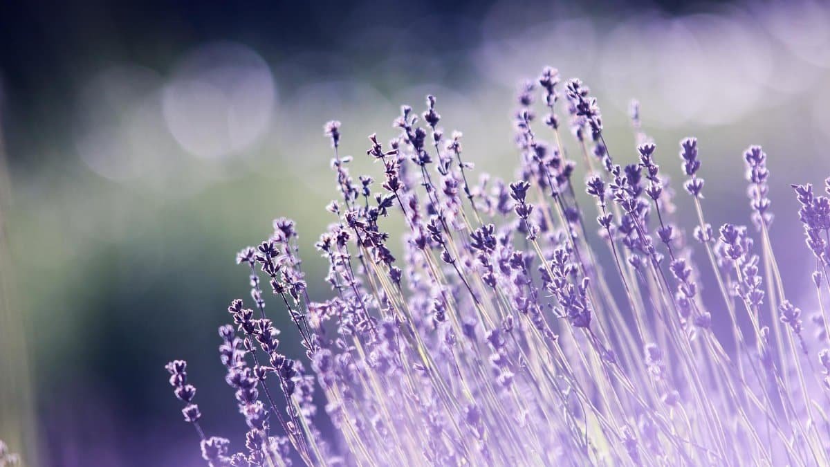 Macro shot of blooming lavender flowers with a dreamy bokeh effect, ideal for nature backgrounds.