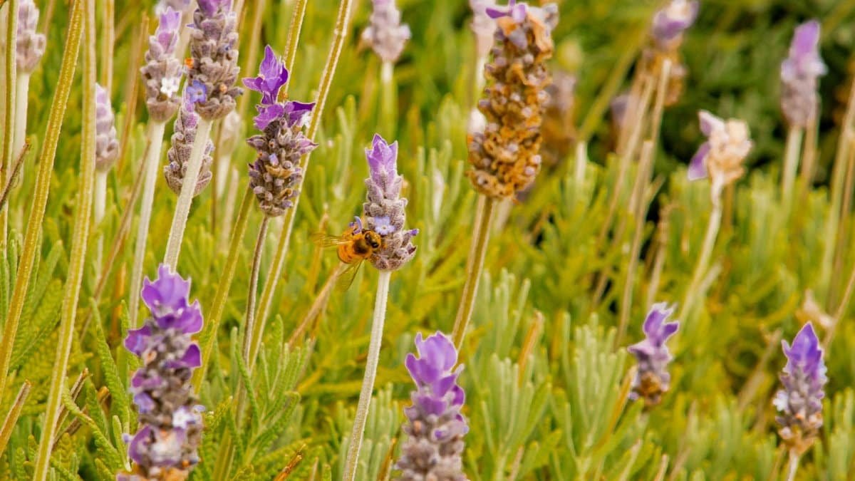 Close-up of a bee pollinating lavender flowers, captured in a vibrant summer garden setting.