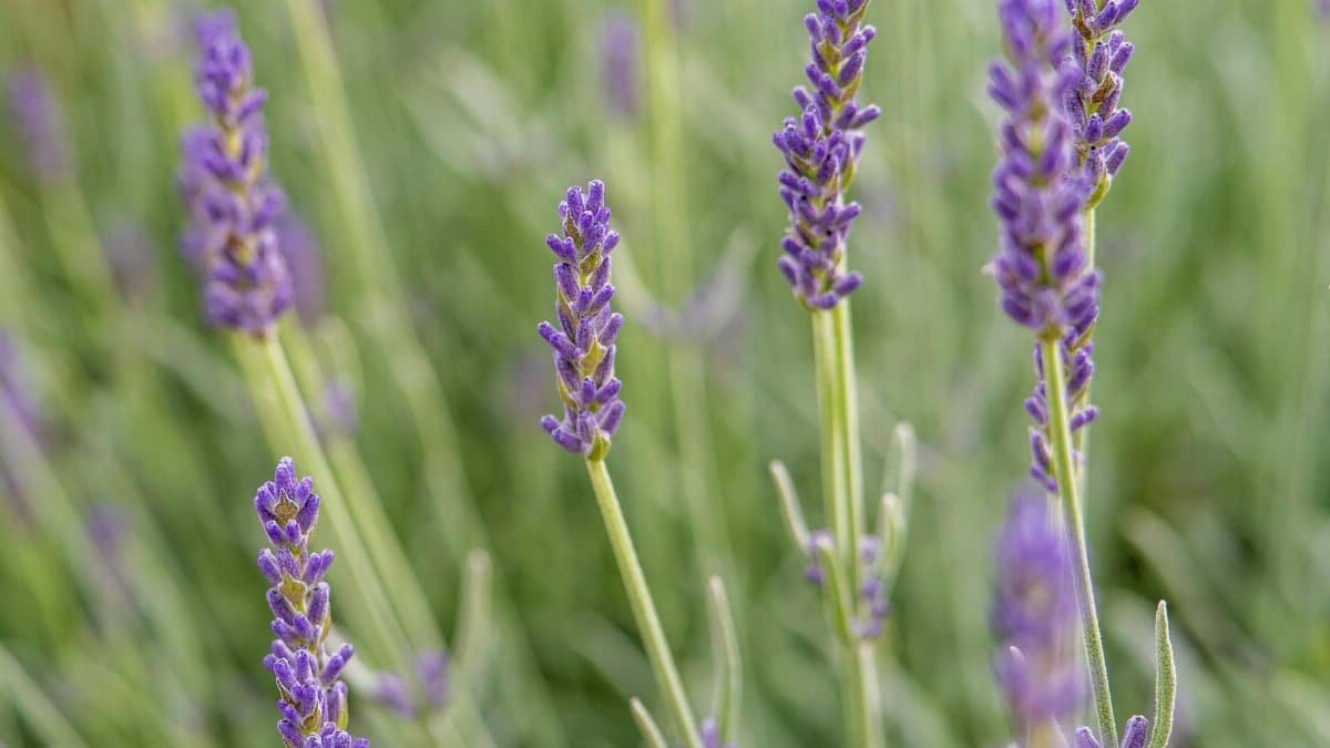 Vibrant lavender flowers in full bloom, showcasing their natural beauty and soothing aroma.