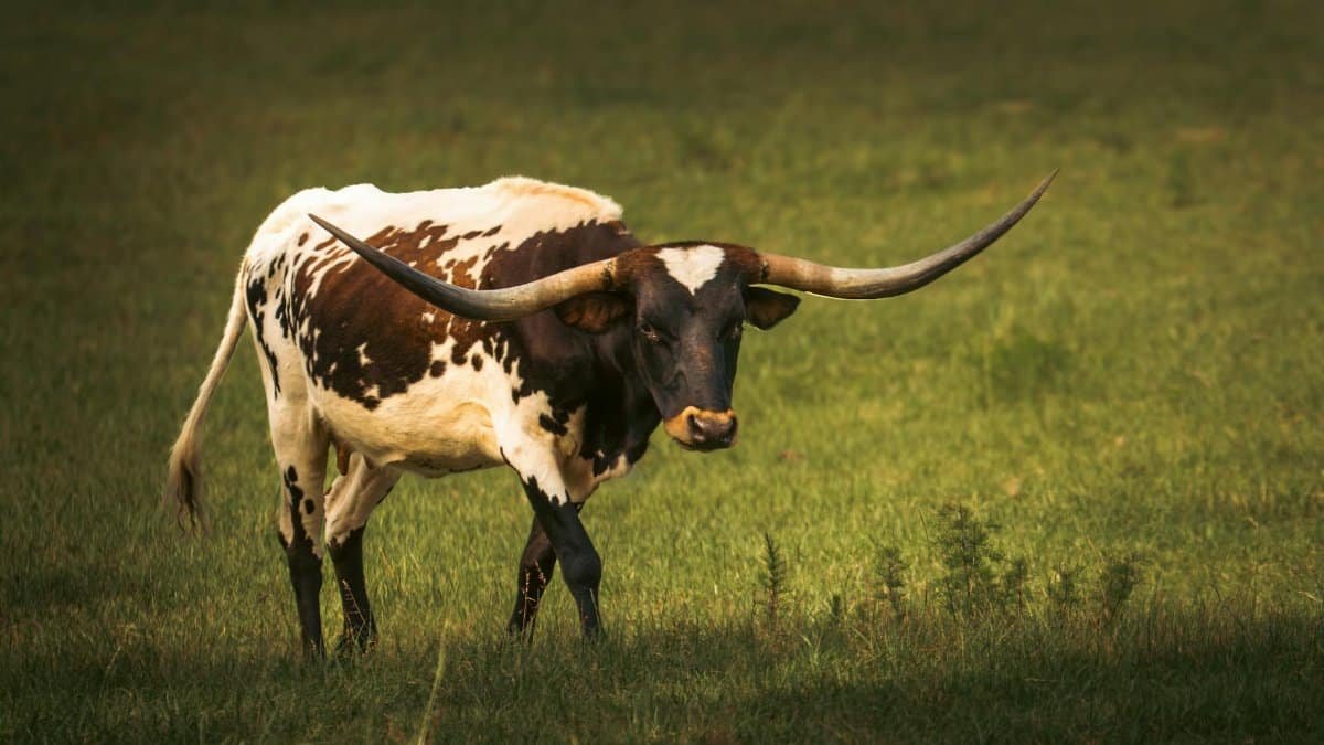 A majestic longhorn cattle grazing in a lush green pasture, showcasing its impressive horns.