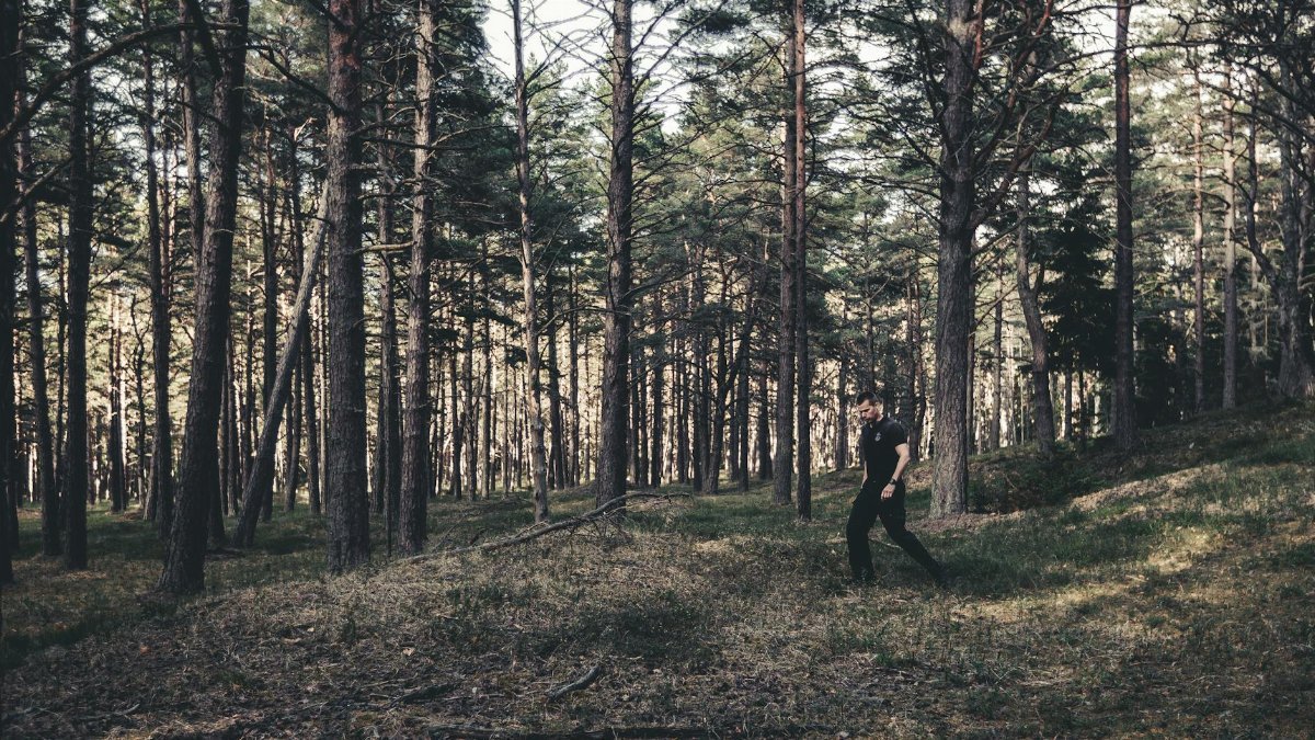 A man strolls through a peaceful pine forest in Užava, Latvia, enjoying nature's tranquility.