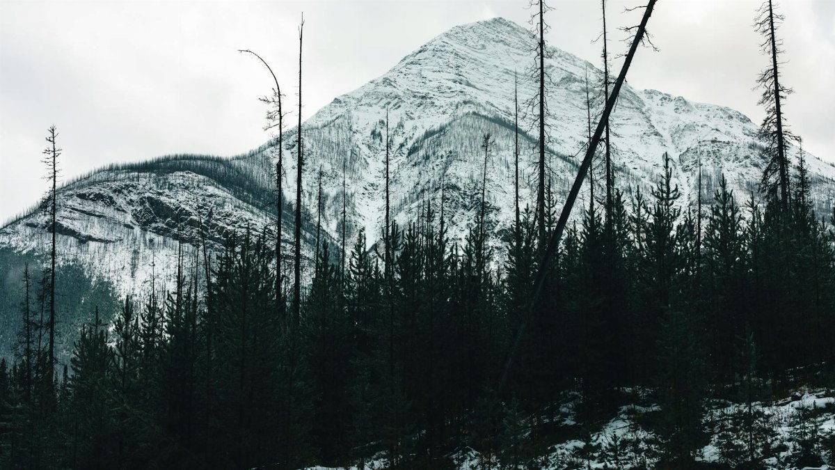 Snowy mountain in Glacier National Park, forest foreground, winter scene