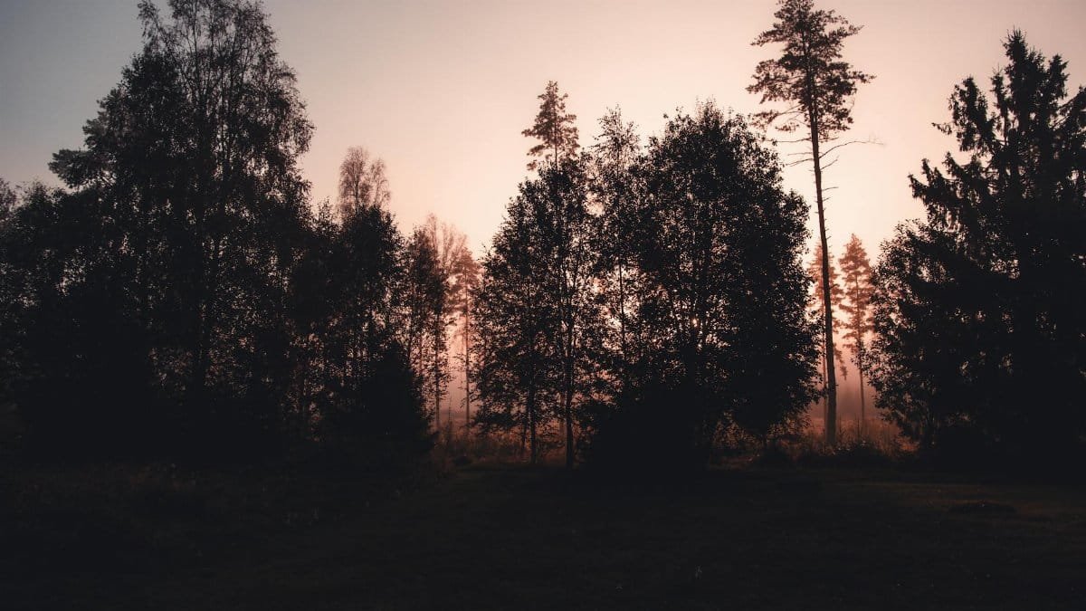 Peaceful forest silhouette during twilight with warm, muted colors.