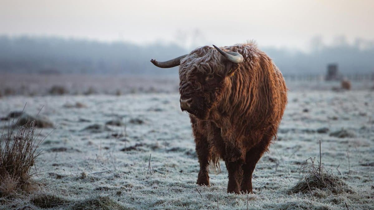Highland cattle grazing in a frosty field in Schinveld, Netherlands, creating a serene winter scene.
