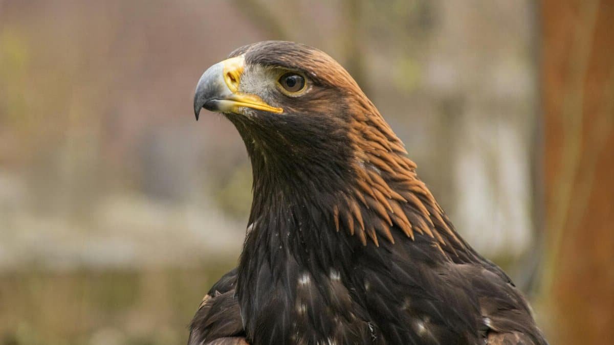Close-up portrait of a golden eagle showcasing its majestic features in a natural setting.