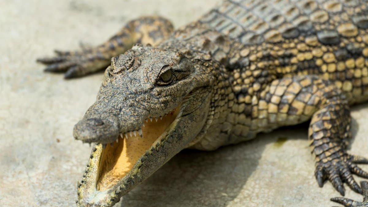 Crocodile in Uganda displaying its powerful jaw and textured scales.