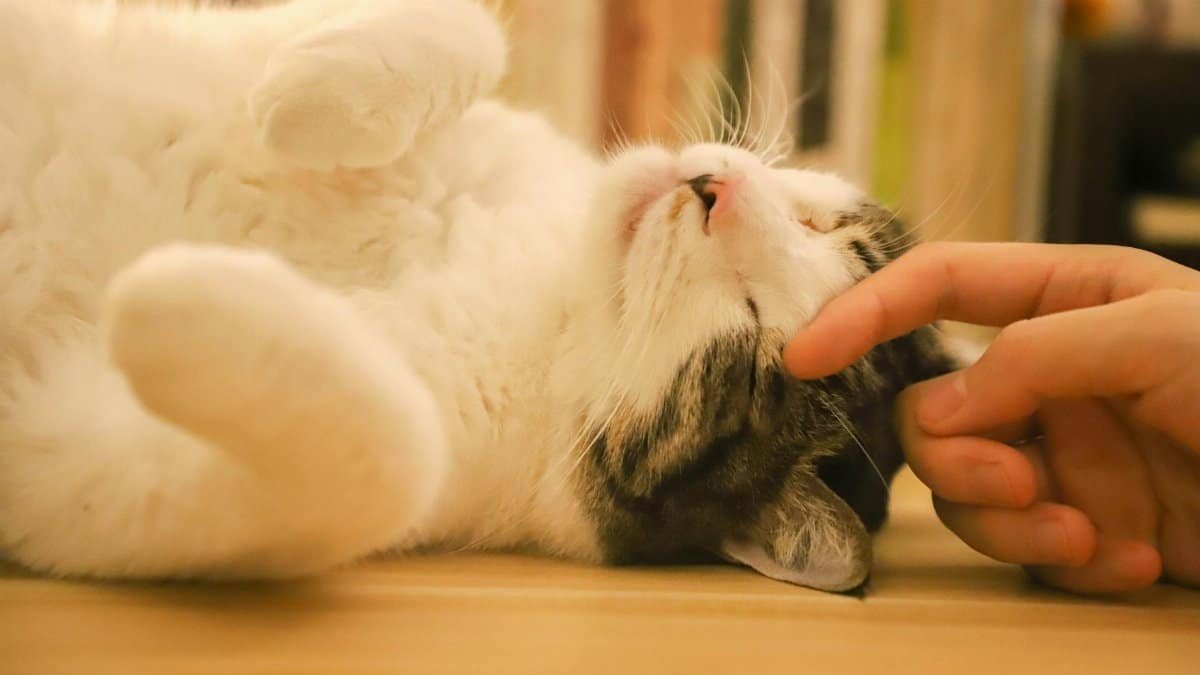 Close-up of a relaxed cat being gently petted indoors.