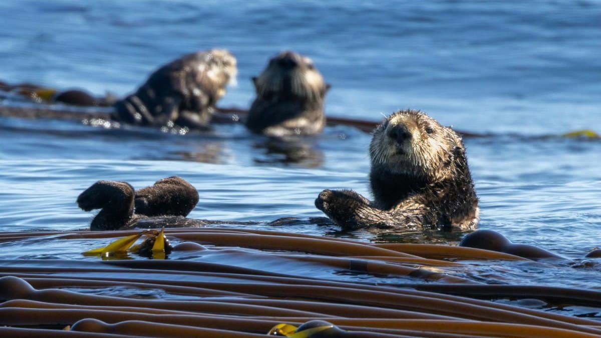 Explore the beauty of Tofino with playful sea otters floating in a sunlit kelp forest.