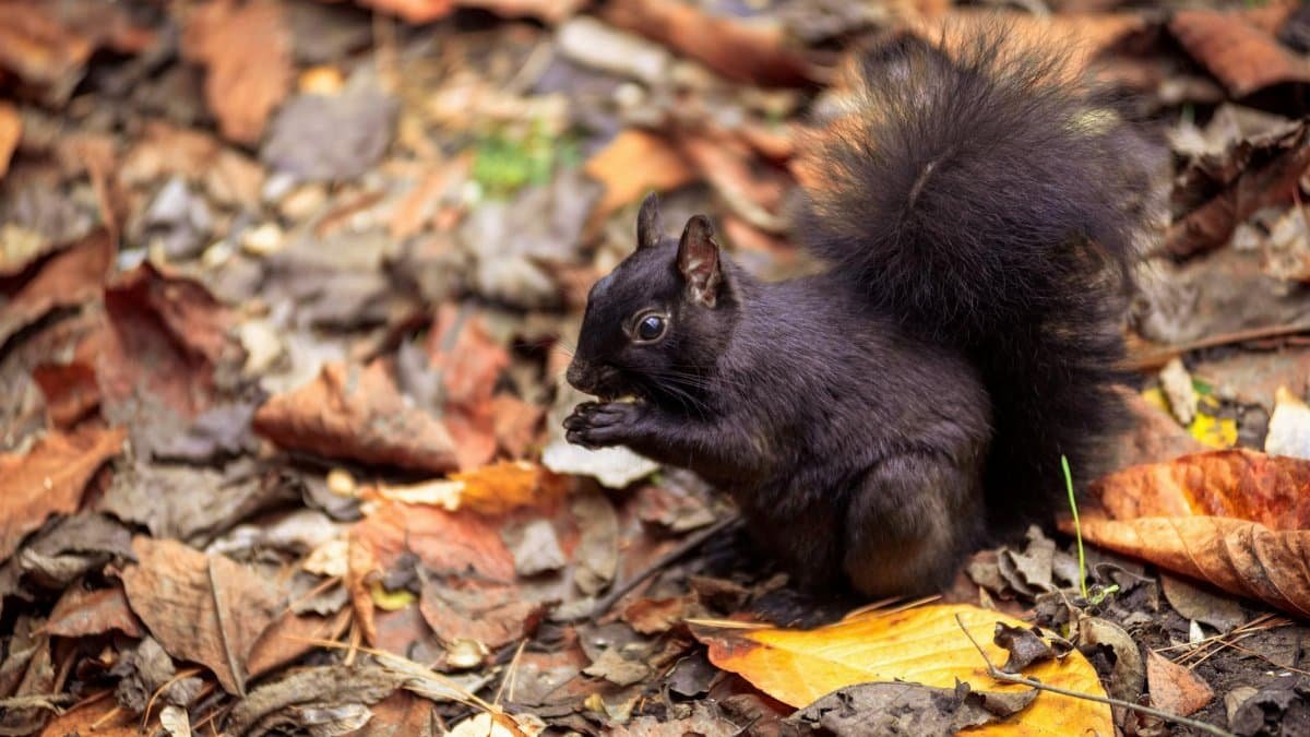 A black squirrel eating a nut amidst colorful autumn leaves in an urban park setting.
