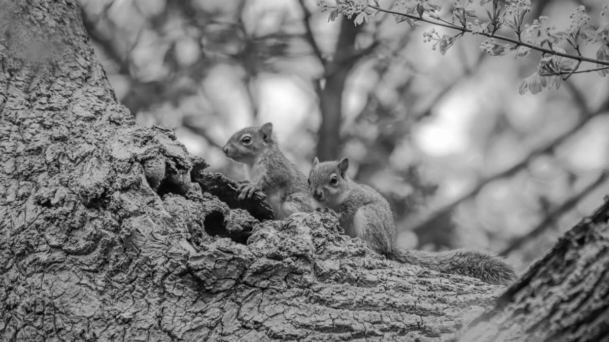 Two squirrels perched on a tree trunk in this black and white nature close-up.