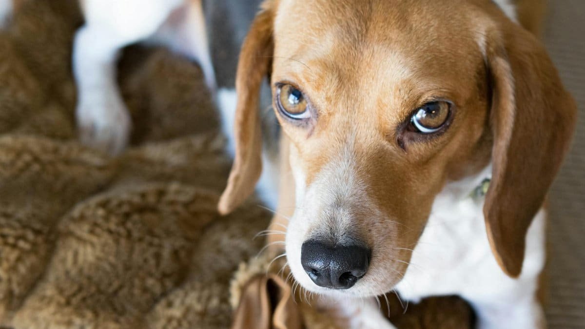 Cute beagle dog resting on a cozy brown blanket indoors.