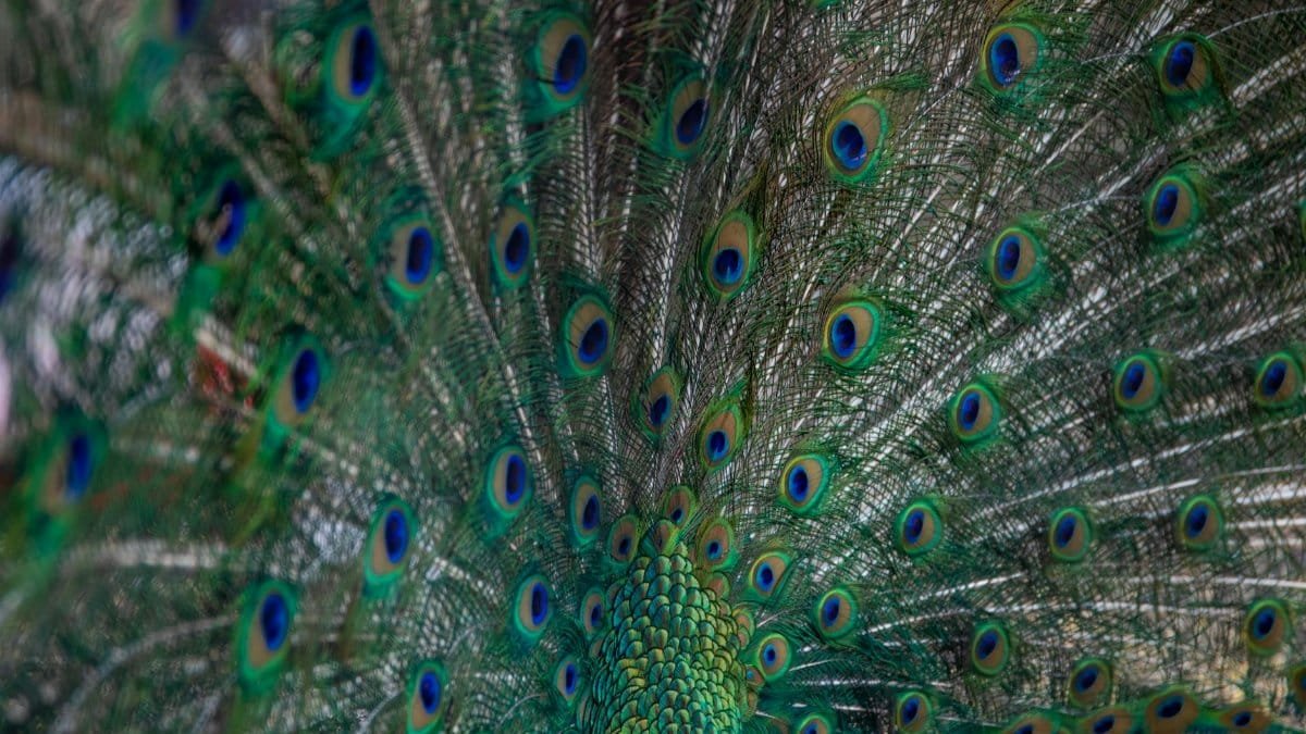 Intricate patterns and vibrant colors of a peacock's plumage captured in stunning detail.