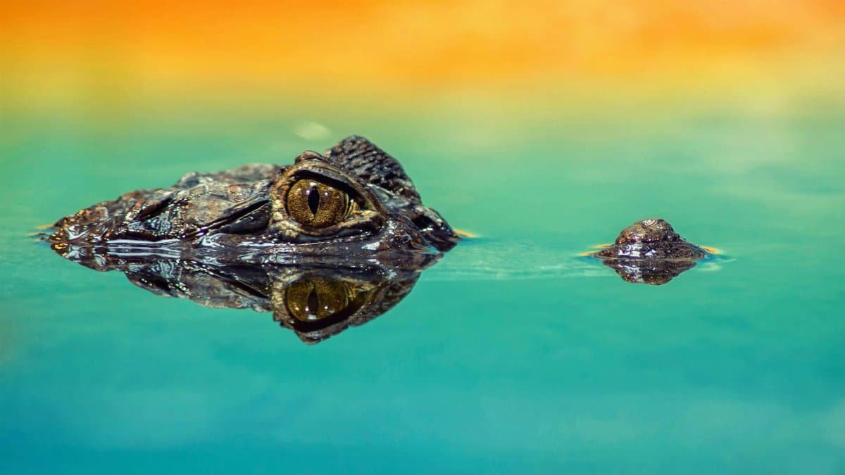 A crocodile eye peeks above water with vibrant reflections, emphasizing its predatory nature.
