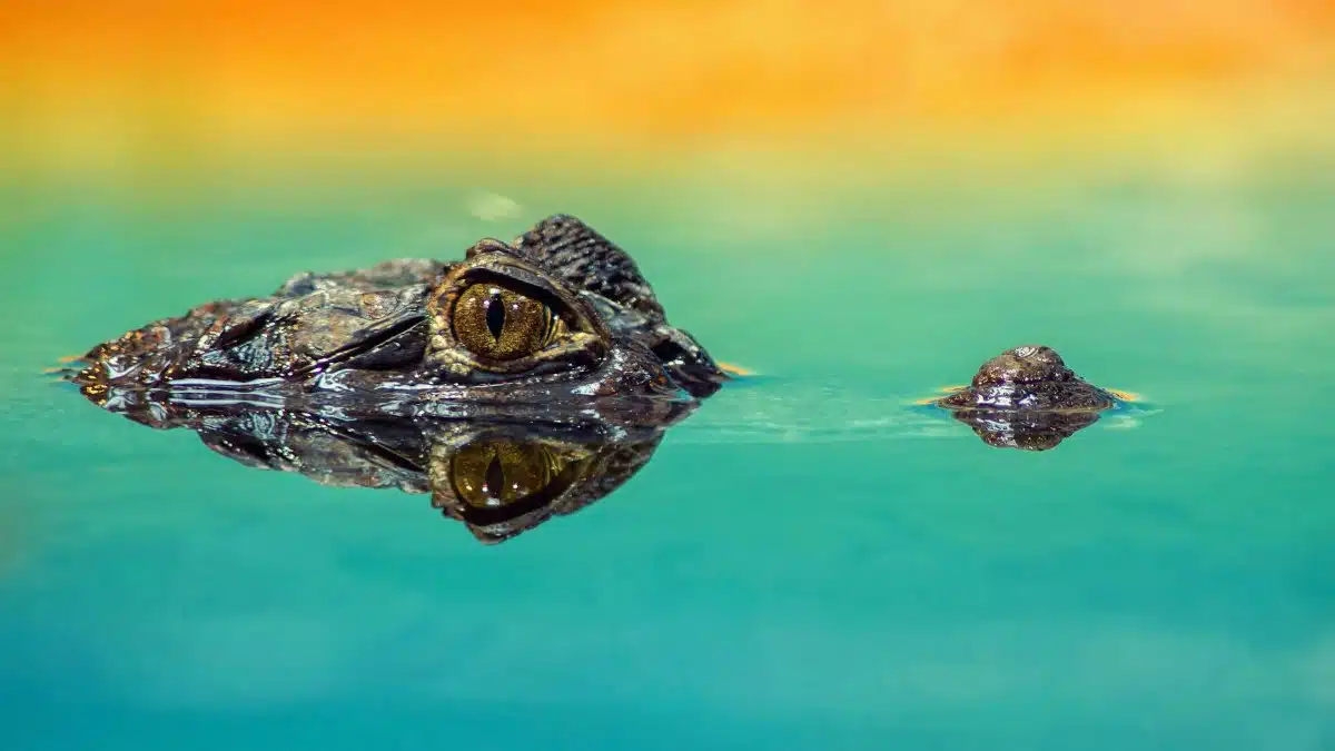 A crocodile eye peeks above water with vibrant reflections, emphasizing its predatory nature.