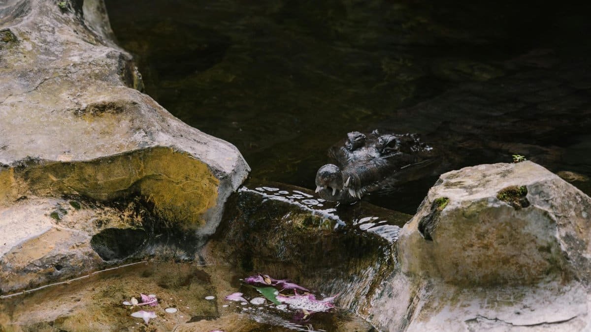 Alligator resting in shallow stream surrounded by rocks in Bali, Indonesia.