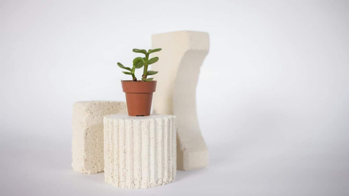 A minimalist still life scene featuring a potted jade plant on textured white stands.