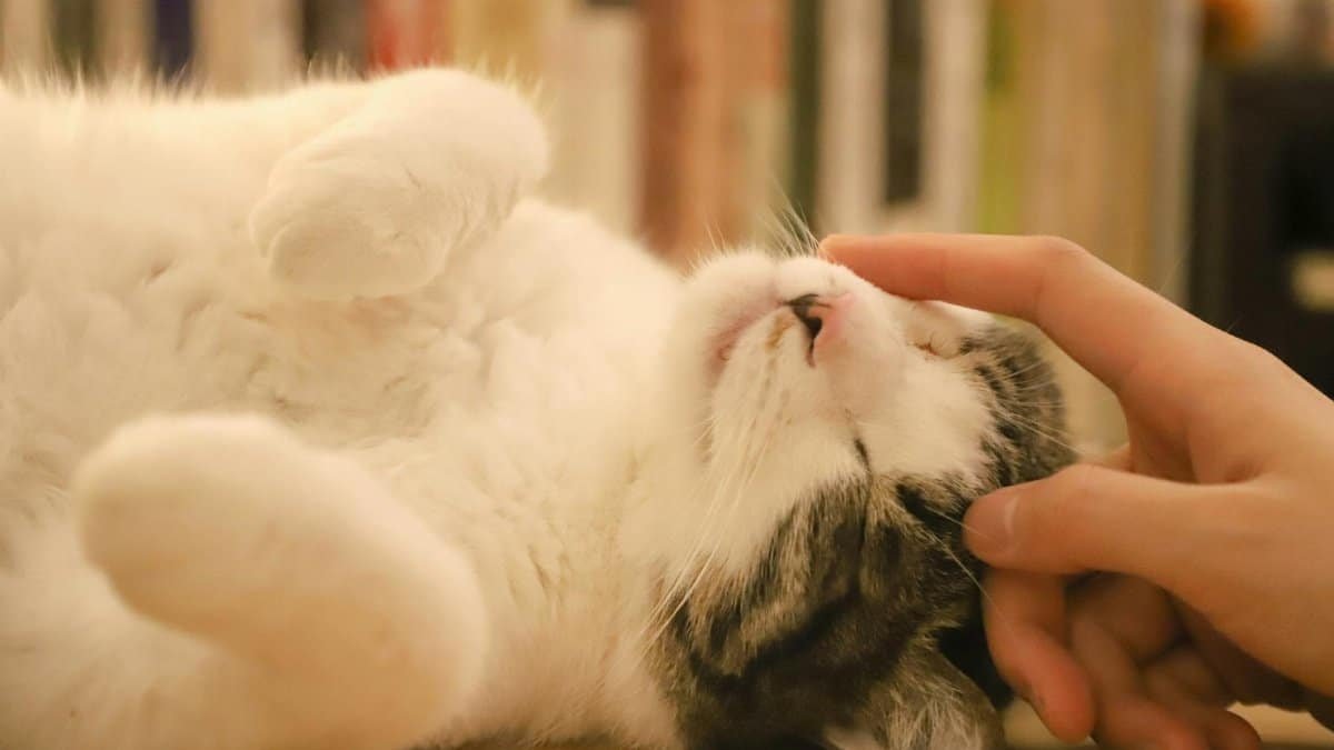 A grey and white cat enjoying a gentle head scratch indoors, showcasing its affectionate nature.