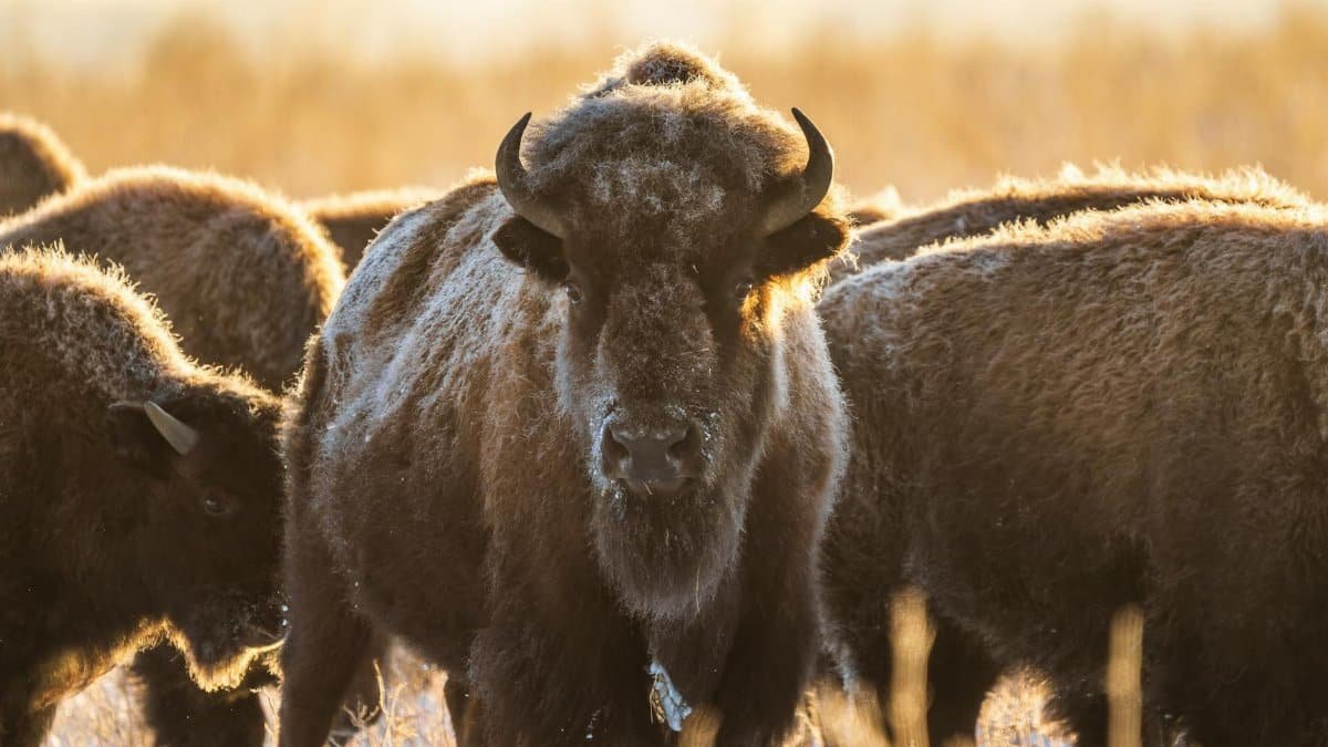 A herd of bison grazing during a golden winter sunrise in Commerce City, Colorado.
