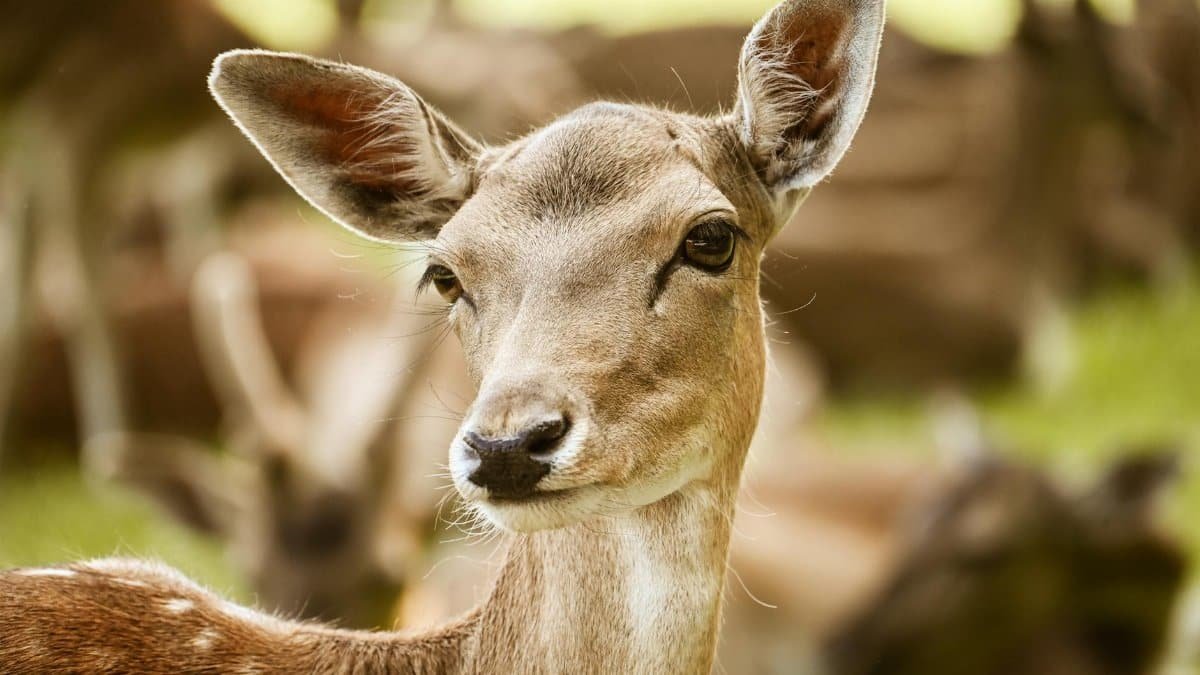 A detailed close-up of a roe deer in a natural setting, showcasing its gentle features and alert expression.