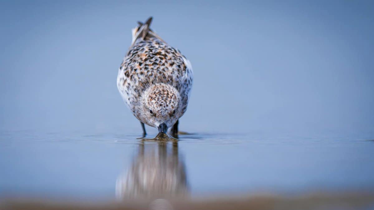 Close-up of a sandpiper foraging in calm waters, reflecting serene ambiance.