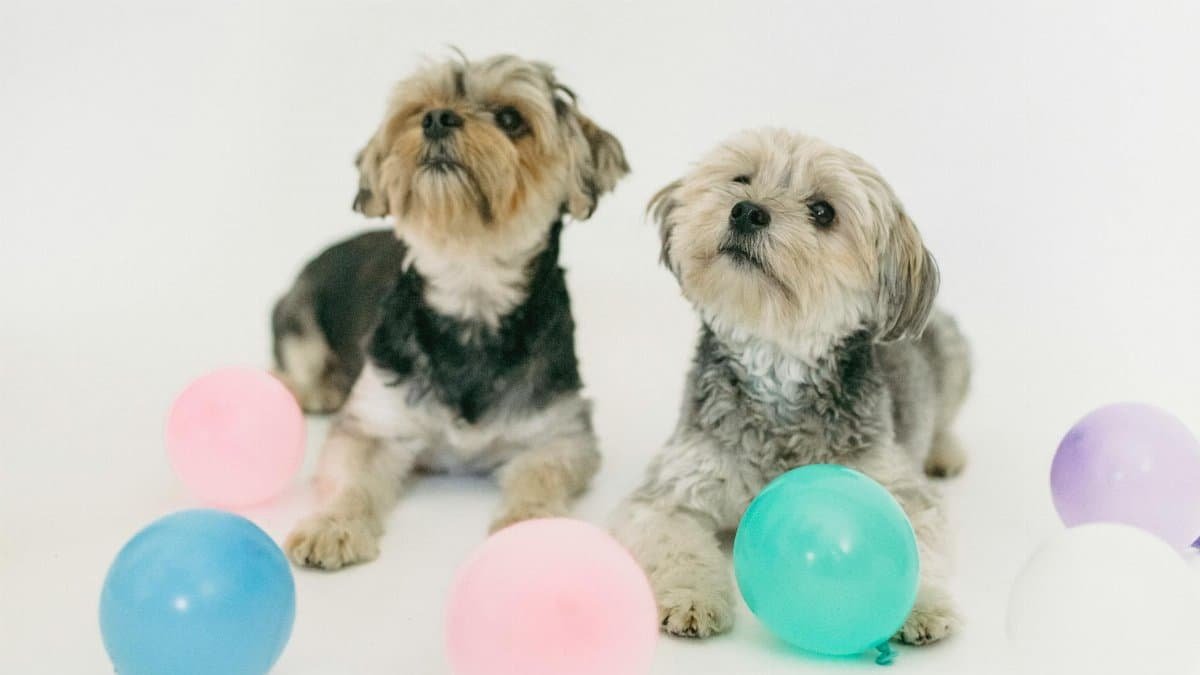Two cute puppies lie on a white background surrounded by colorful balloons, creating a playful scene.