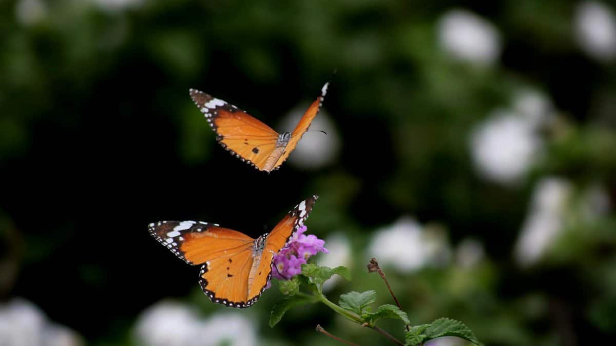 Two monarch butterflies flutter above a flower in a lush summer garden setting.