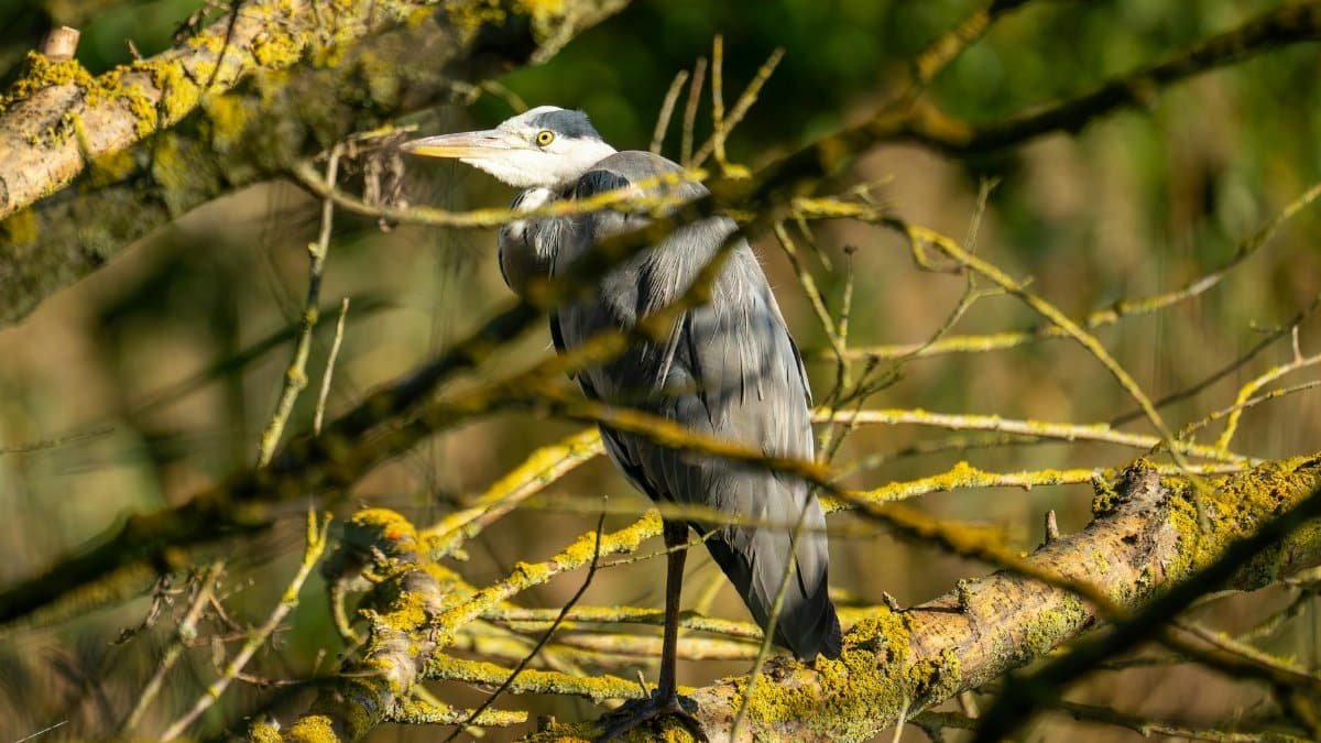Grey heron perched on a mossy branch amid verdant forest foliage, captured in daylight.