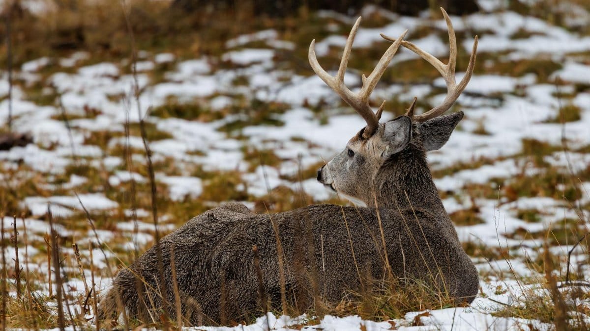A white-tailed deer with antlers resting on a snow-covered field.