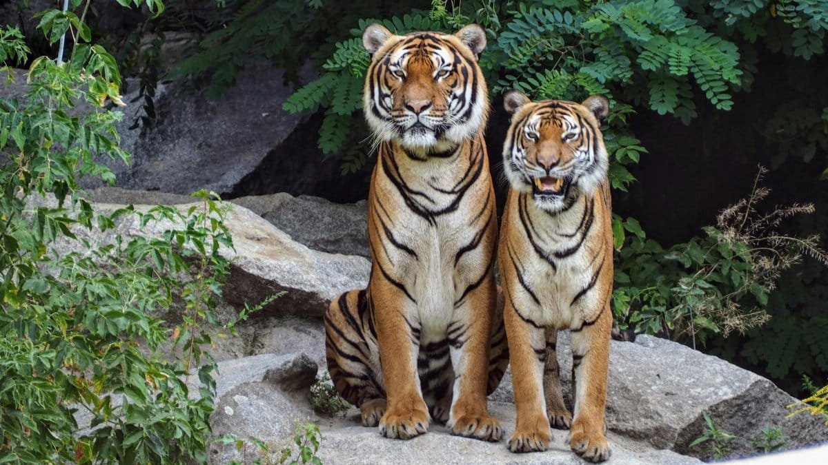 Two Bengal tigers sitting on rocks surrounded by lush greenery, showcasing their natural beauty.
