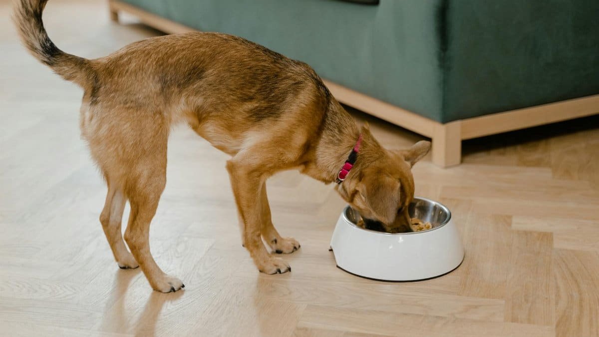 A small brown dog enjoys a meal from its bowl indoors, showcasing cozy living.