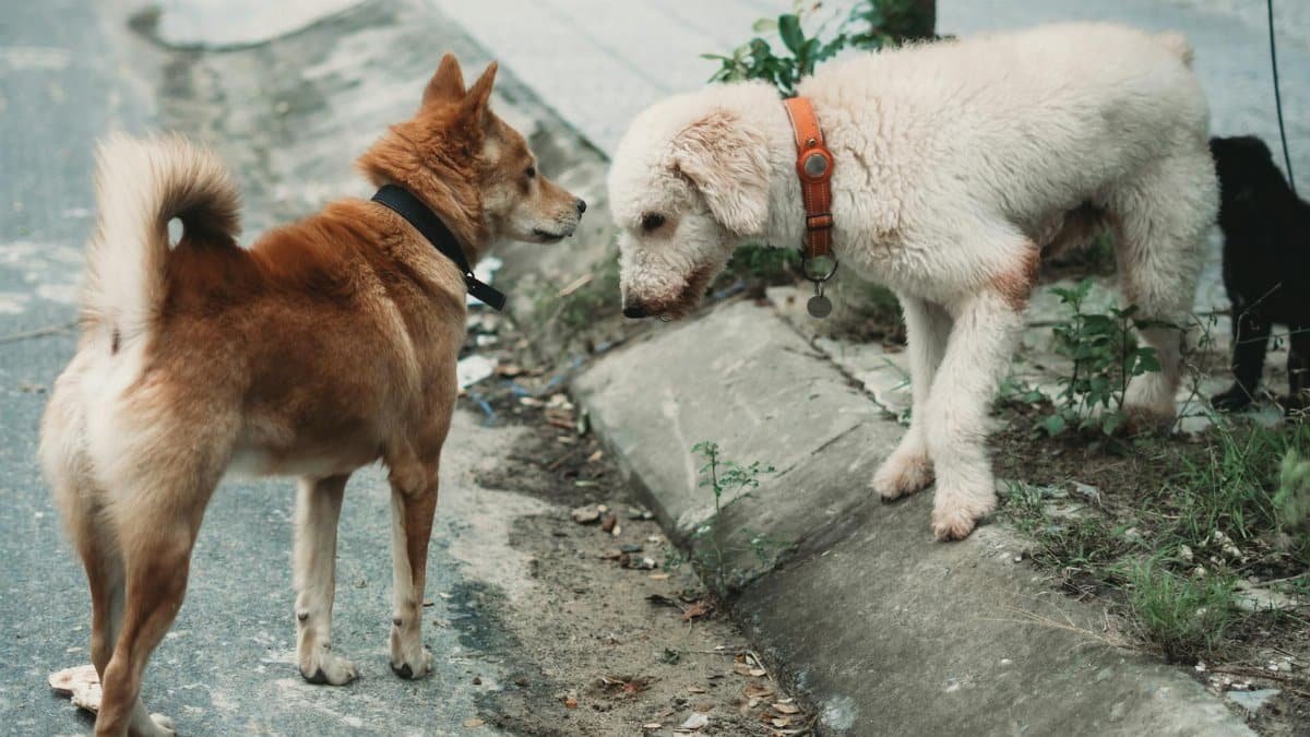 Two dogs meet and greet on a city street, showcasing their social behavior.