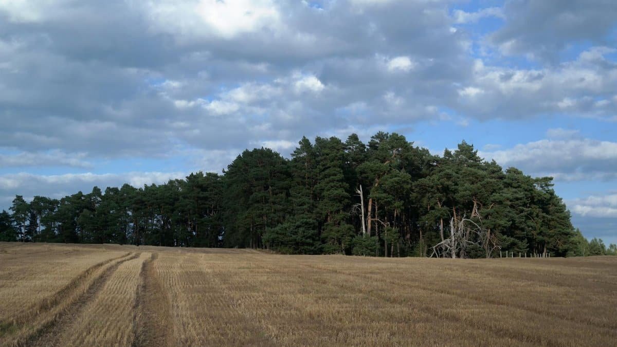 Scenic view of a forest and open field with a cloudy sky, perfect for outdoor nature themes.