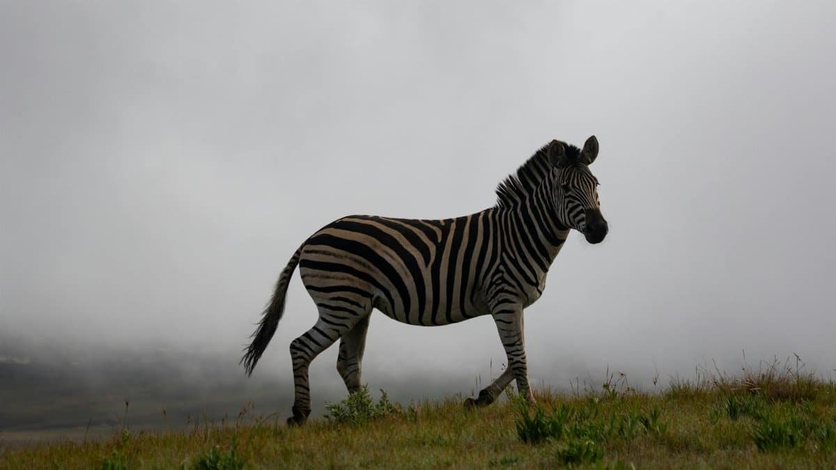A zebra stands in the misty grasslands of South Africa, showcasing its iconic stripes.