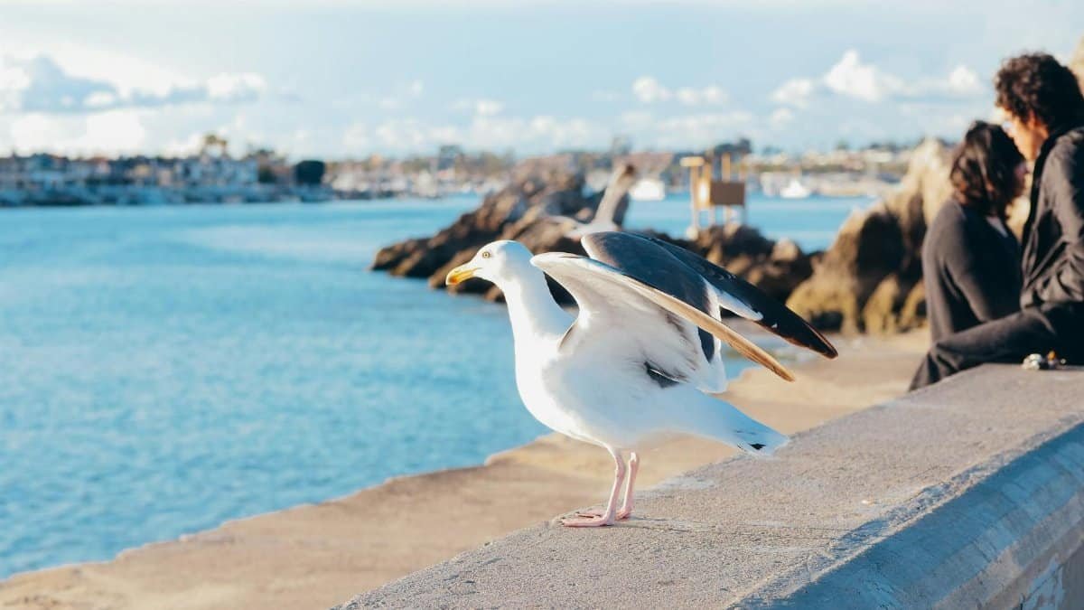 A seagull spreads its wings along a picturesque seashore with people relaxing in the distance.