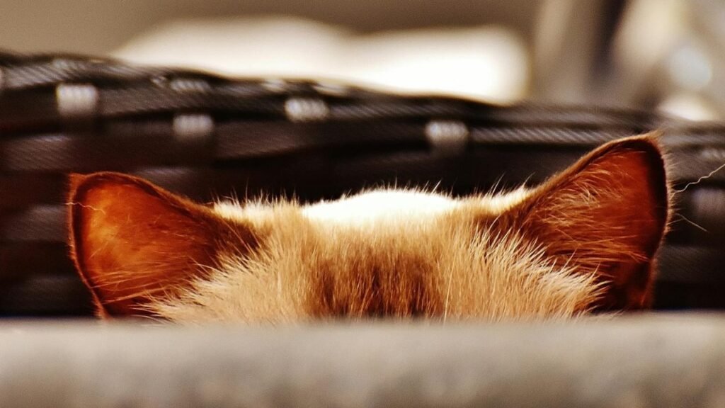 Adorable cat peeking over a surface, creating a playful and mysterious vibe.