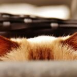 Adorable cat peeking over a surface, creating a playful and mysterious vibe.