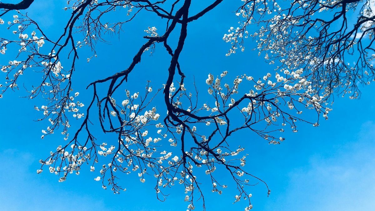 A scenic view of cherry blossom branches blooming under a clear blue sky in Tokyo, Japan.