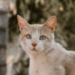 A calm orange tabby cat sitting in a garden in Tepatitlán de Morelos, Mexico.